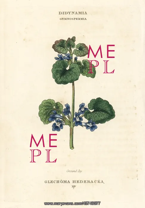 : Ground ivy, Glechoma hederacea : Ground ivy, Glechoma hederacea