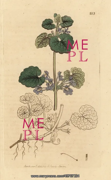 : Ground ivy, Glechoma hederacea : Ground ivy, Glechoma hederacea