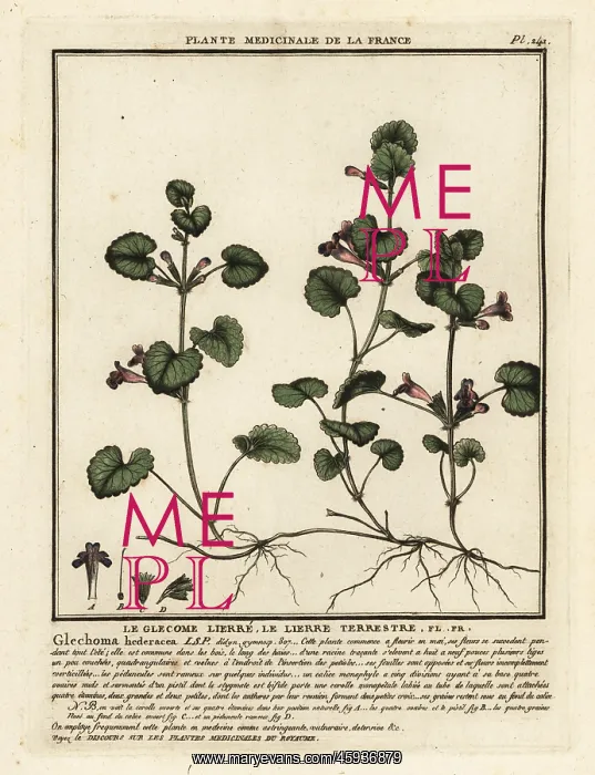  : Ground ivy, Glechoma hederacea