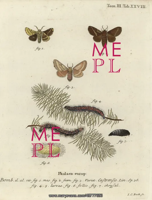 : Ground lackey moth, Malacosoma castrense : Ground lackey moth, Malacosoma castrense