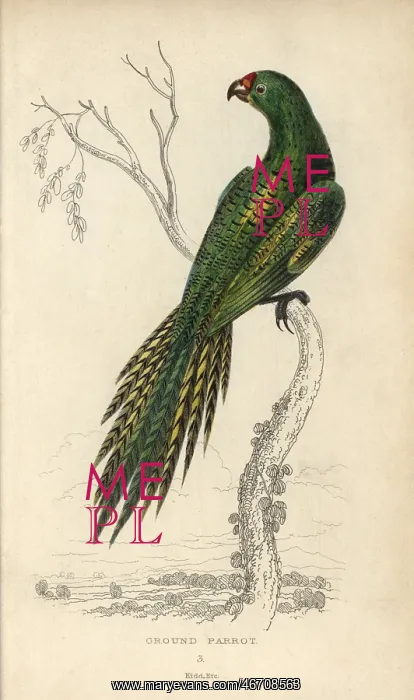 : Ground parrot, Pezoporus wallicus : Ground parrot, Pezoporus wallicus