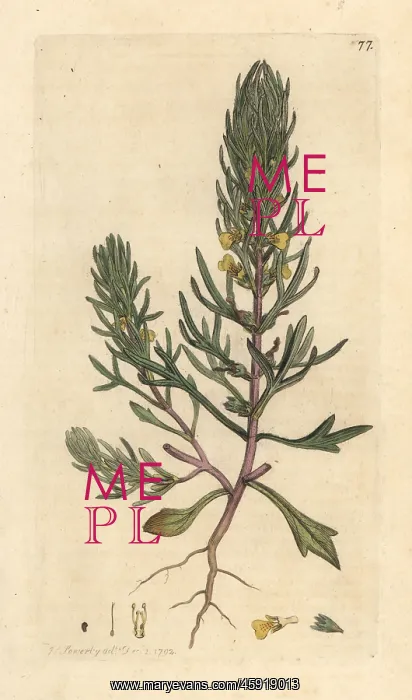 : Ground pine, Ajuga chamaepitys : Ground pine, Ajuga chamaepitys