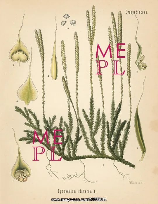 : Ground pine, Lycopodium clavatum : Ground pine, Lycopodium clavatum