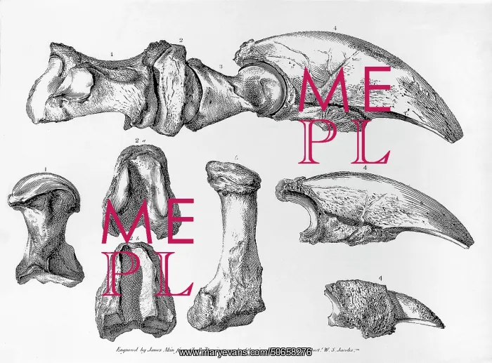 : Ground Sloth Bones, Megalonyx jeffersonii : Ground Sloth Bones, Megalonyx jeffersonii