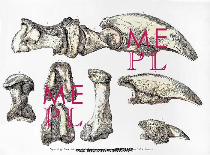 : Ground Sloth Bones, Megalonyx jeffersonii : Ground Sloth Bones, Megalonyx jeffersonii
