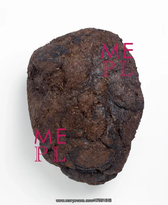 : Ground sloth droppings or coprolite : Ground sloth droppings or coprolite