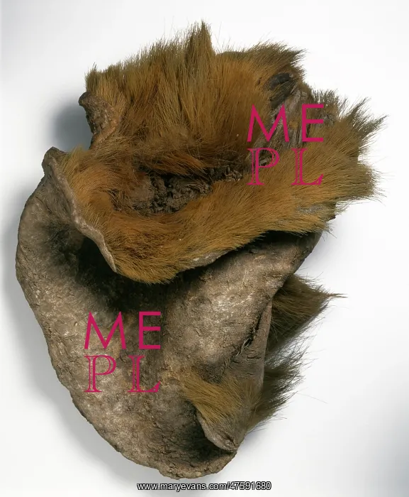 : Ground sloth skin : Ground sloth skin
