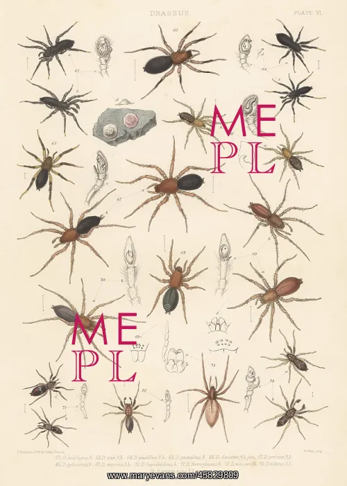 : Ground spiders : Ground spiders
