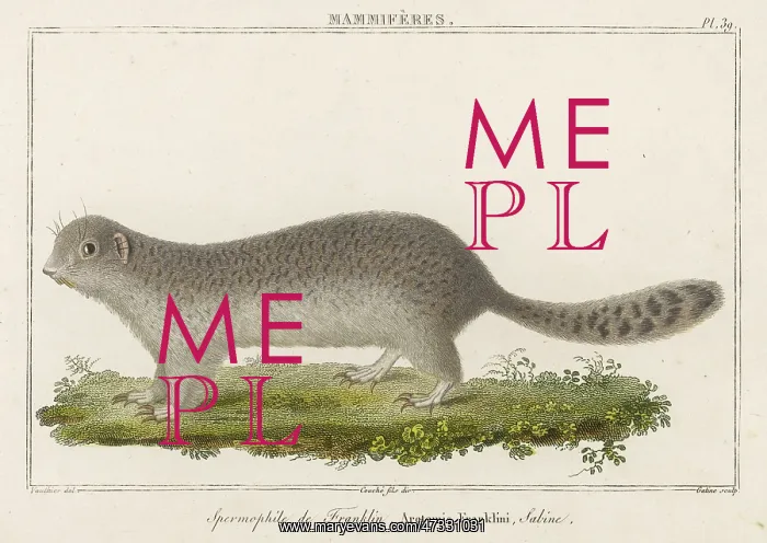  : GROUND SQUIRREL