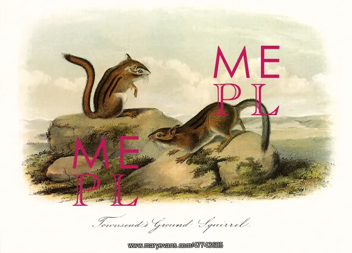  : Ground Squirrels