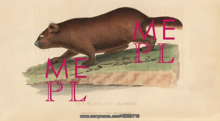 : Groundhog, Marmota monax : Groundhog, Marmota monax