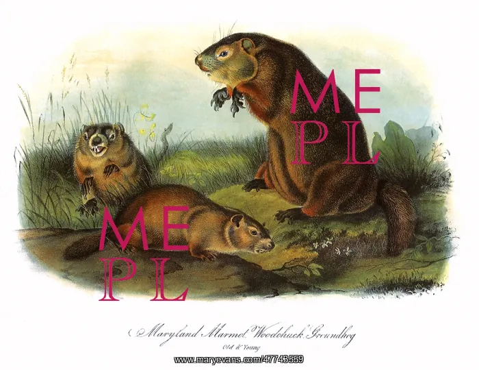  : Three Groundhogs