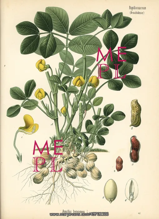 : Groundnut or peanut, Arachis hypogaea : Groundnut or peanut, Arachis hypogaea