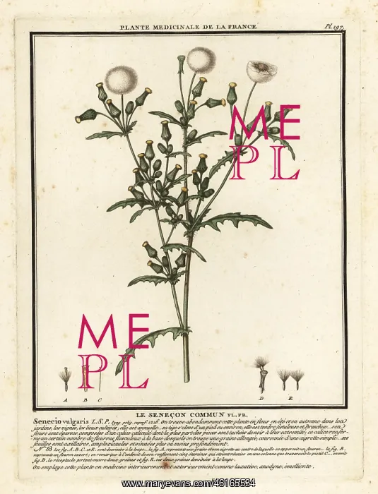 : Groundsel, Senecio vulgaris : Groundsel, Senecio vulgaris