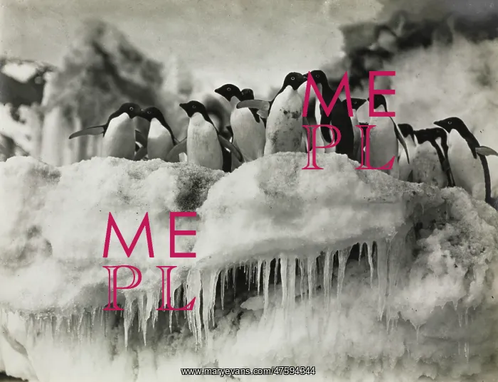: Group of Adeliee Penguins, Cape Adare : Group of Adeliee Penguins, Cape Adare