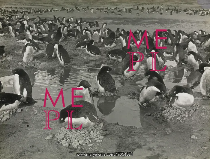 : Group of Adeliee Penguins, Cape Adare : Group of Adeliee Penguins, Cape Adare