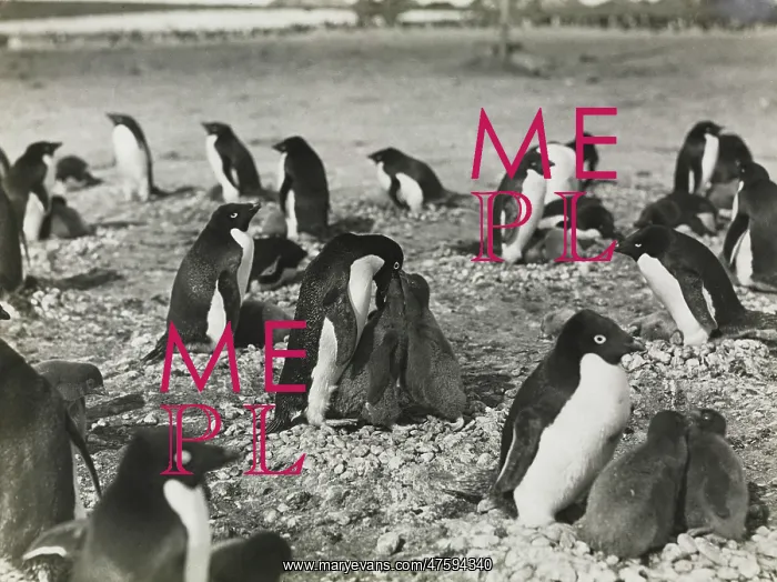 : Group of Adeliee Penguins feeding their young : Group of Adeliee Penguins feeding their young