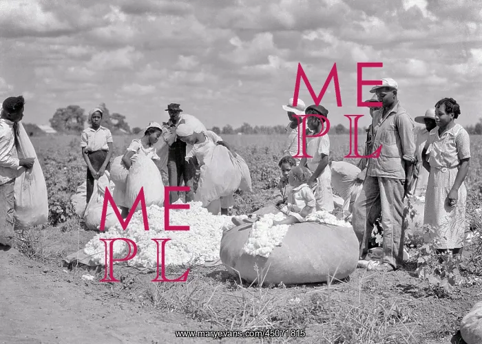 : Group of African-American Farm Workers Standing at Edge of : Group of African-American Farm Workers Standing at Edge of