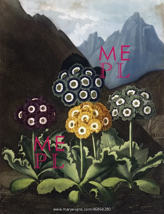 : A Group of Auriculas : A Group of Auriculas