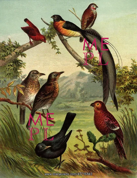  : Group of Birds