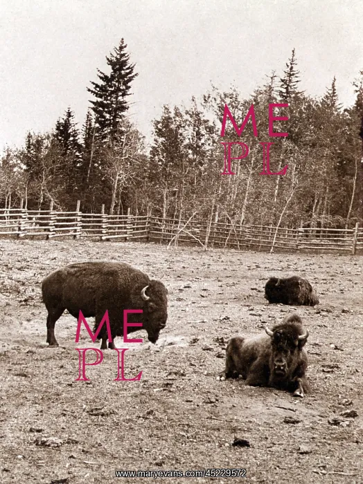 : Group of Buffalo, Dott Island, Yellowstone ? : Group of Buffalo, Dott Island, Yellowstone ?