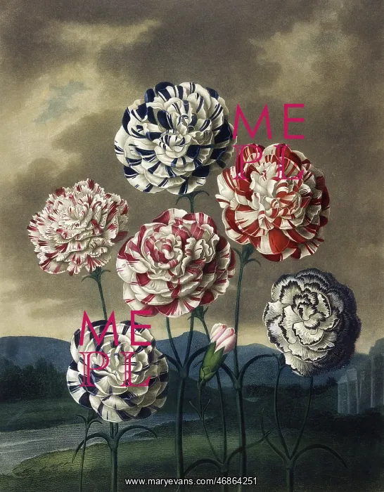 : A Group of Carnations : A Group of Carnations