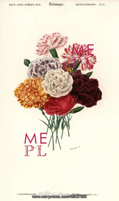 : Group of carnations, Dianthus caryophyllus : Group of carnations, Dianthus caryophyllus