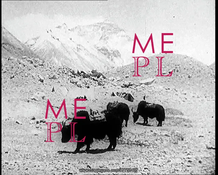 : A Group of Cattle in the Himalayas : A Group of Cattle in the Himalayas