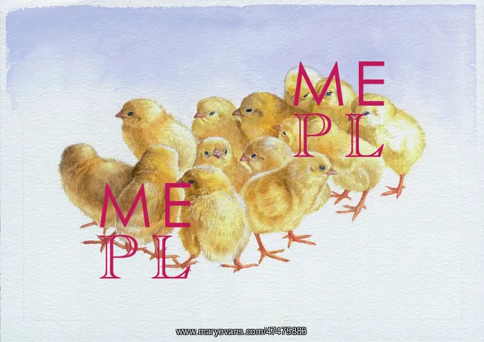  : Group of Chicks ? 14 chicks