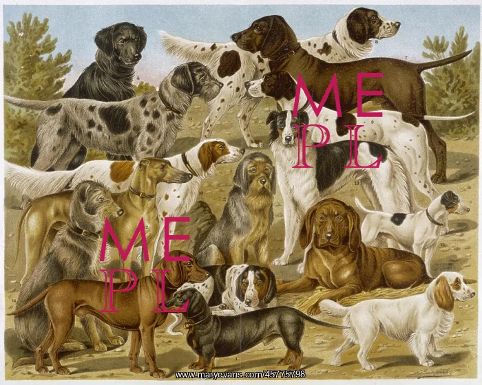 : GROUP OF MANY DOGS : GROUP OF MANY DOGS