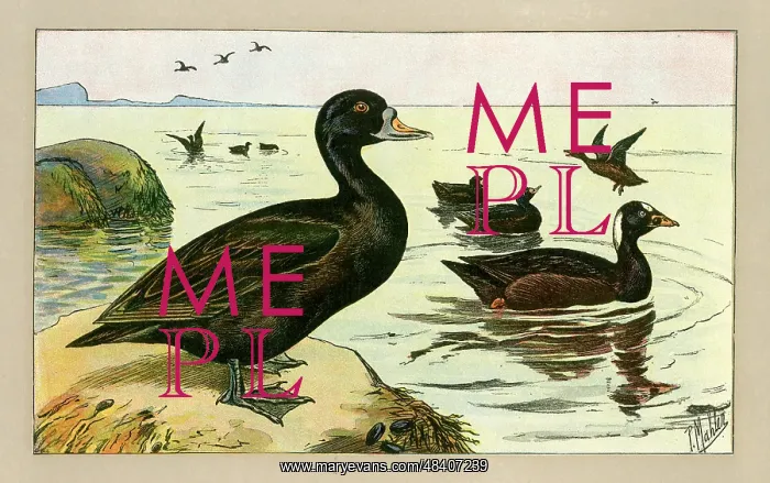  : Group of ducks
