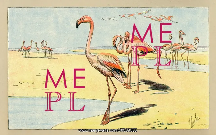 : Group of flamingoes : Group of flamingoes