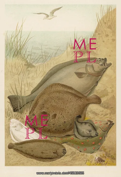 : A GROUP OF FLAT FISH : A GROUP OF FLAT FISH