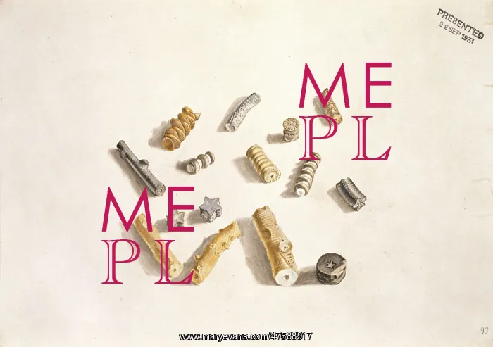 : A group of fragments of fossil crinoids : A group of fragments of fossil crinoids