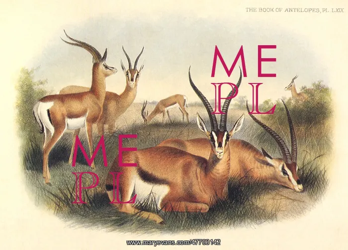  : Group of Gazelles