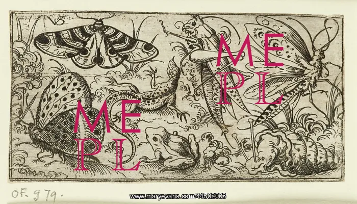 : Group of insects and animals on a plain ground with grass : Group of insects and animals on a plain ground with grass