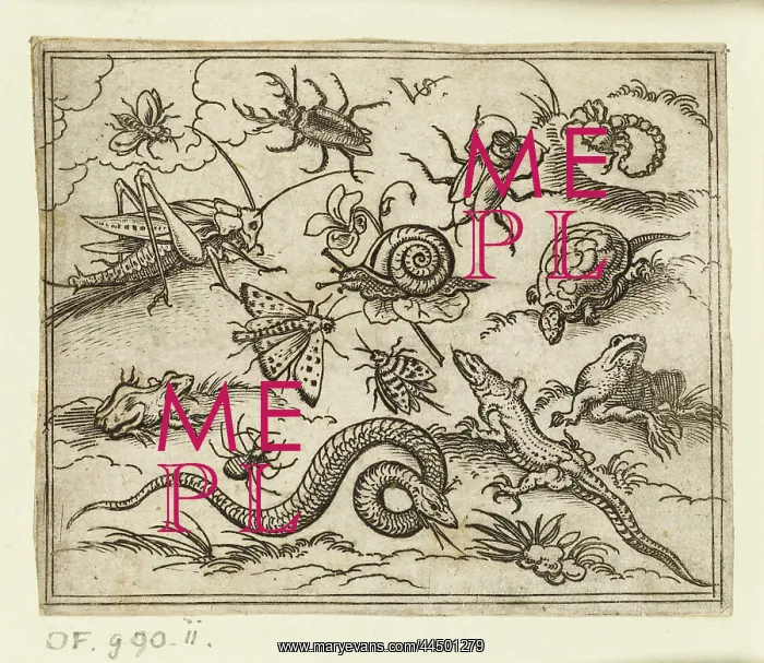 : Group of insects and reptiles on plain ground with rocks : Group of insects and reptiles on plain ground with rocks