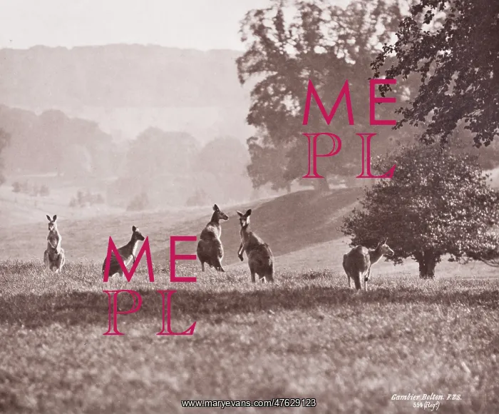 : Group of Kangaroos by Gambier Bolton : Group of Kangaroos by Gambier Bolton
