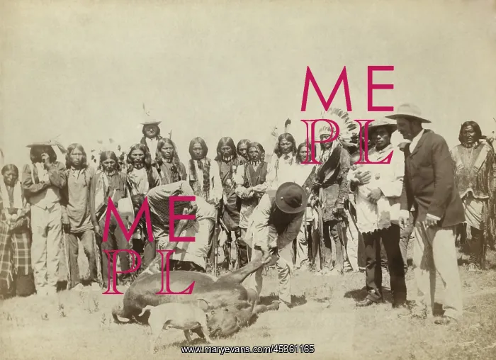 : Group of Lakota skinning cattle, during meat rations : Group of Lakota skinning cattle, during meat rations