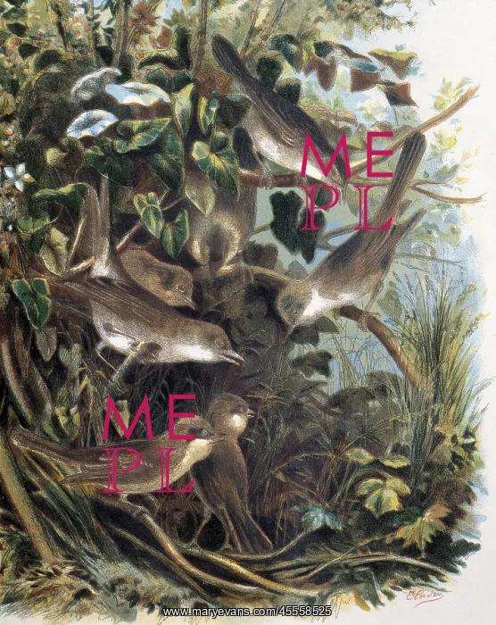 : Group of Lesser Whitethroats. Engraving after : Group of Lesser Whitethroats. Engraving after