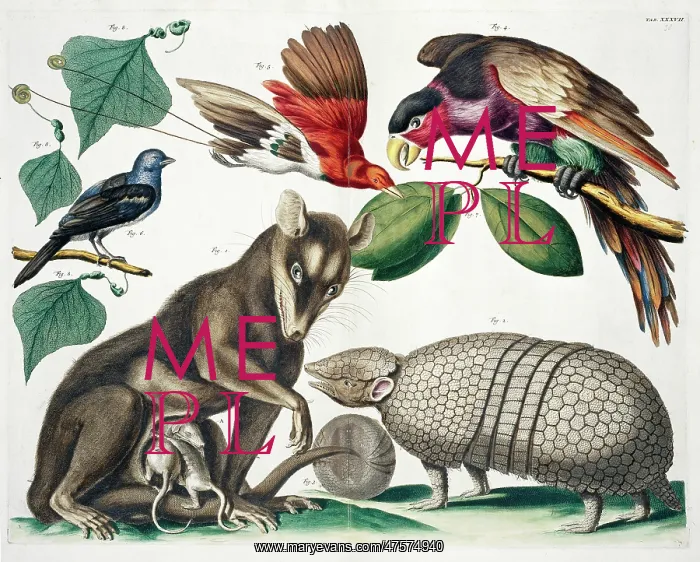 : A group of mammals and birds : A group of mammals and birds