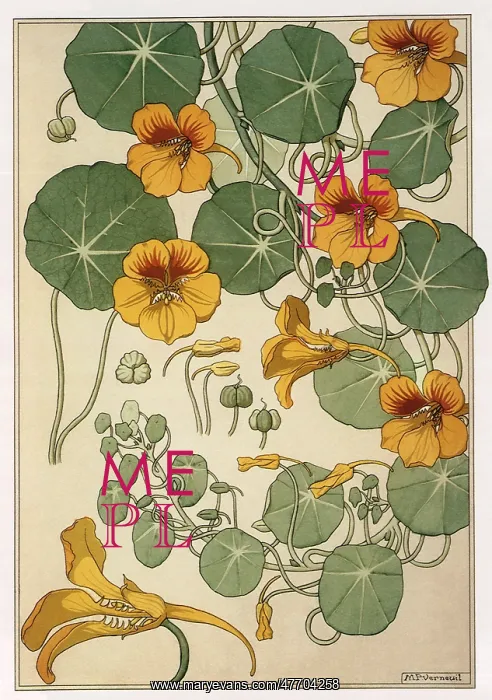 : A Group of Nasturtium Flowers : A Group of Nasturtium Flowers