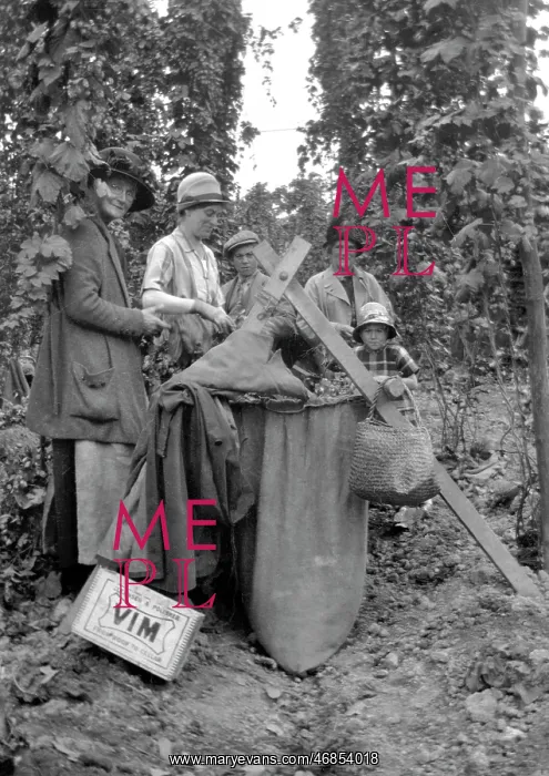  : A group of people hop picking in Kent