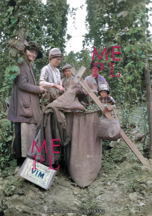  : A group of people hop picking in Kent