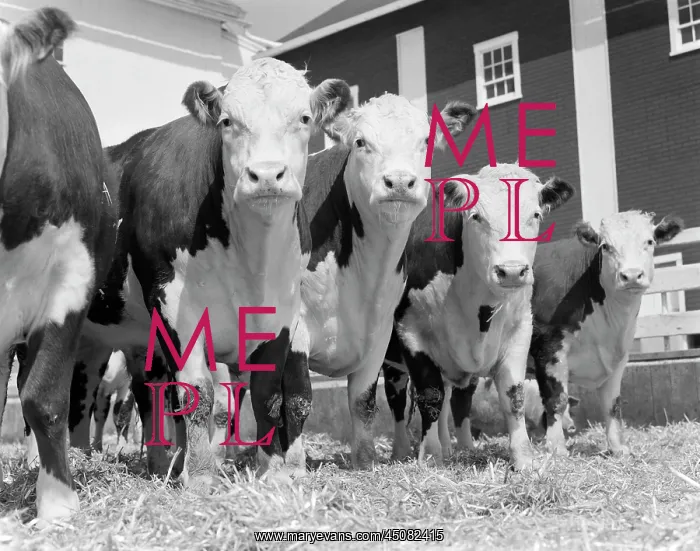 : Group of Polled Hereford Cattle in a Barnyard Looking at Cam : Group of Polled Hereford Cattle in a Barnyard Looking at Cam