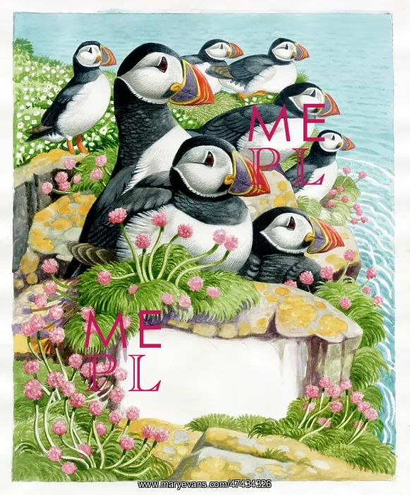  : Group of Puffins