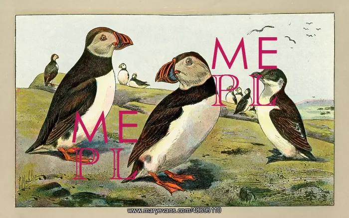  : Group of puffins