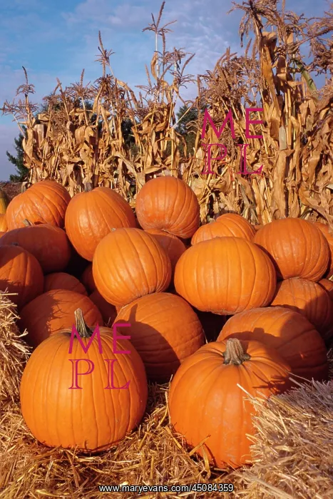 : Group of Pumpkins and Cornstalks : Group of Pumpkins and Cornstalks
