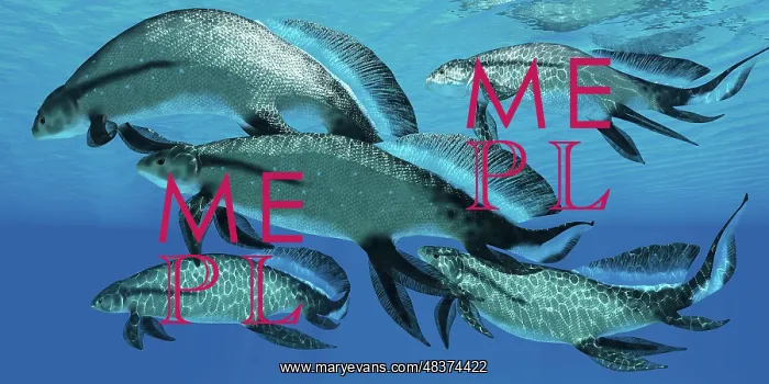 : A group of Scaumenacia lobe-finned fish from the Devonian ? : A group of Scaumenacia lobe-finned fish from the Devonian ?