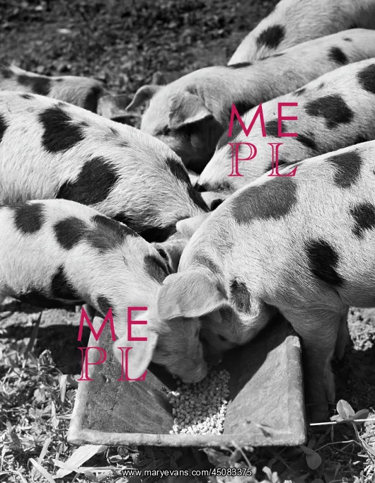 : Group of Spotted Pigs on Either Side of Trough Feeding : Group of Spotted Pigs on Either Side of Trough Feeding